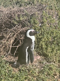 A little penguin at Betty's Bay